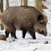 Prase divoke - Sus scrofa - Eurasian Wild Boar 9905